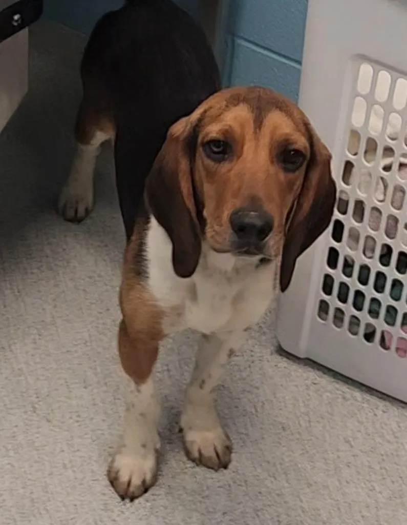 A young small-sized male Tricolor (Brown, Black, & White) Beagle dog named Mercury for adoption in Frankfort, KY