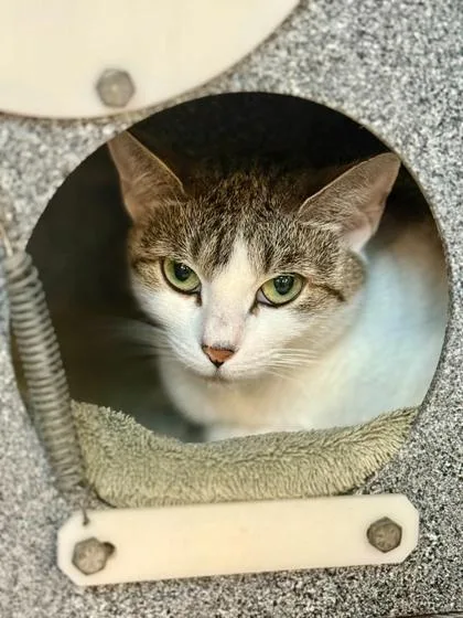 An adult medium-sized female Domestic Short Hair cat named Emma for adoption in Daytona Beach, FL
