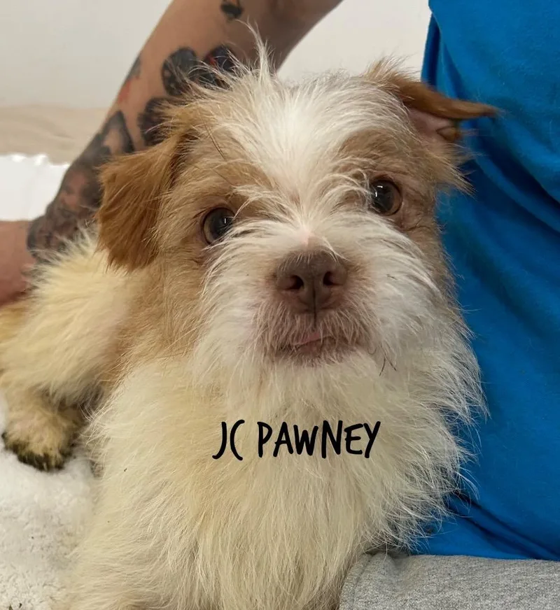 Jc Pawney