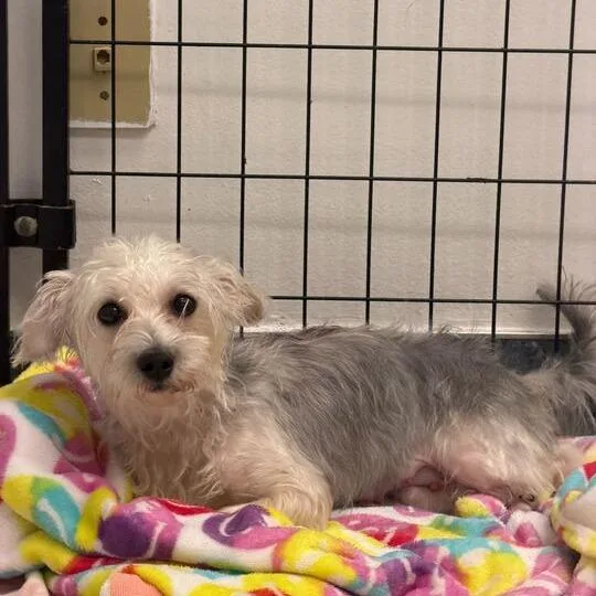 An adult small-sized female Gray / Blue / Silver Yorkshire Terrier dog named Clair for adoption in Houston, TX