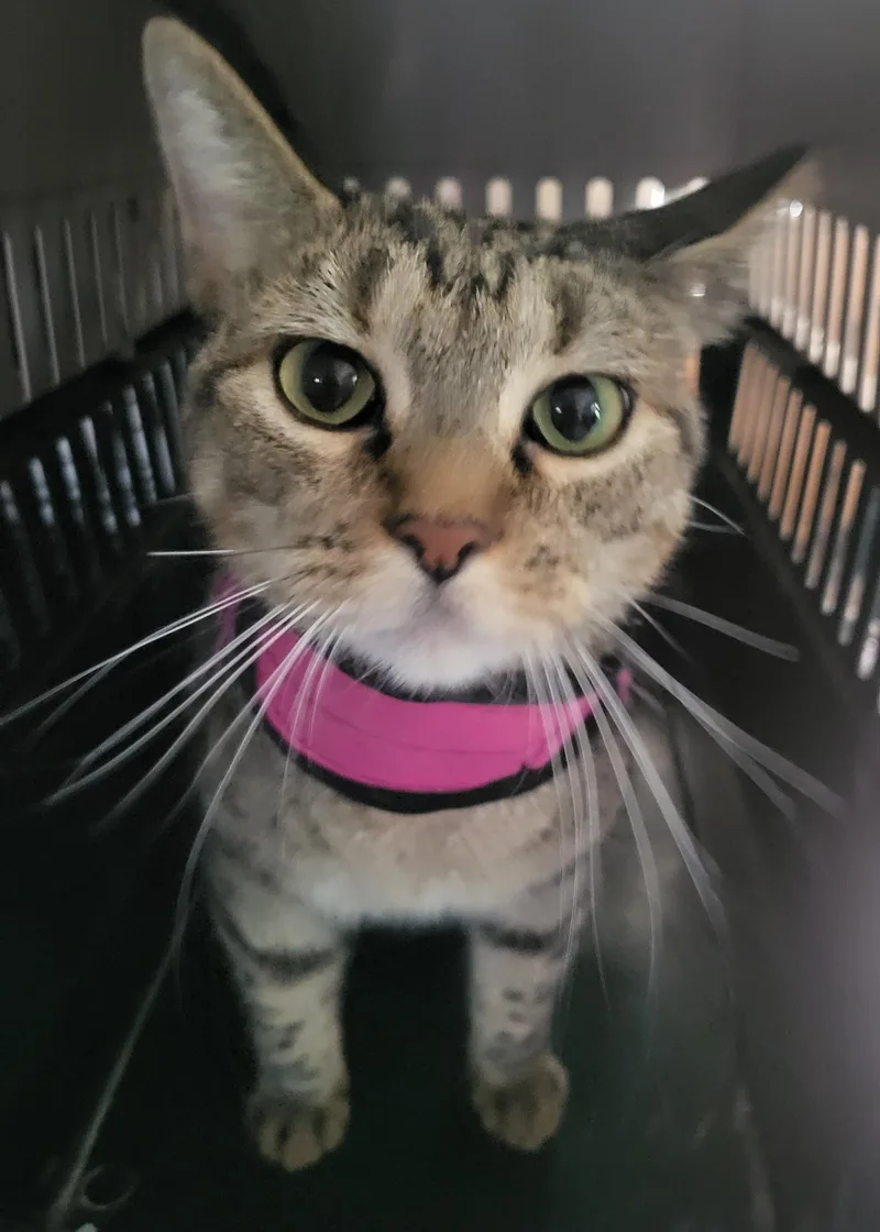 An adult medium-sized female American Shorthair cat named Sallie Mae Francis for adoption in Bennington, VT