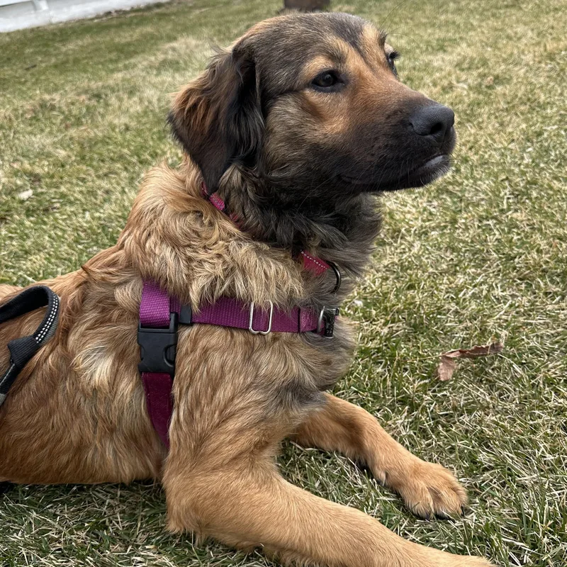 Remy Home Visit In thumbnail 3