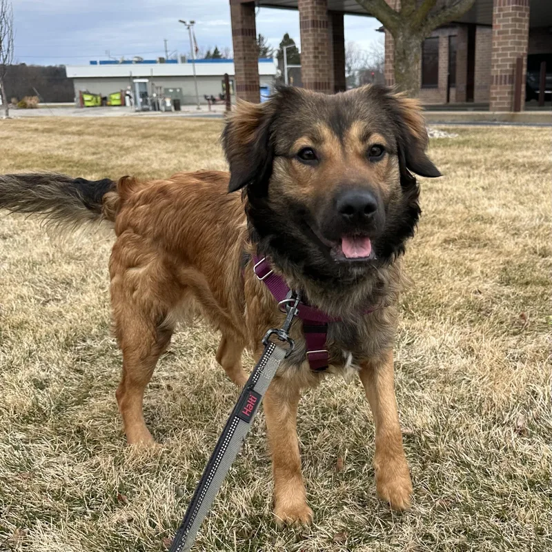 Remy Home Visit In thumbnail 4