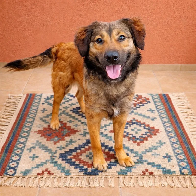 A young medium-sized female German Shepherd Dog dog named Remy Home Visit In for adoption in Hartland, WI