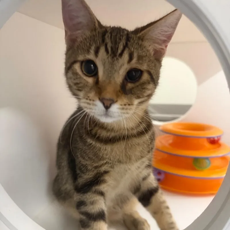 A baby small-sized male Domestic Short Hair cat named Stan for adoption in Tampa, FL