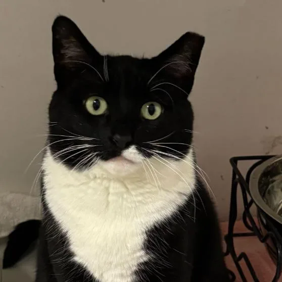 An adult small-sized female Domestic Short Hair cat named Hailey for adoption in Oceanside, NY