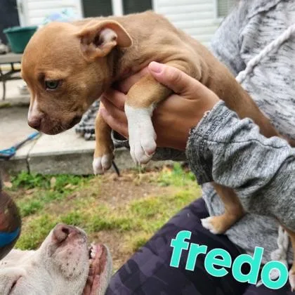 A baby small-sized male Terrier dog named Fredo for adoption in Conway, SC