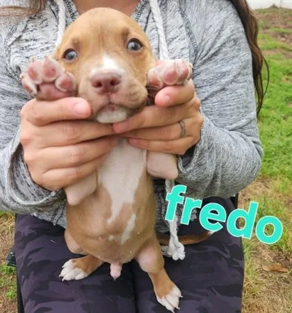 Fredo thumbnail 2