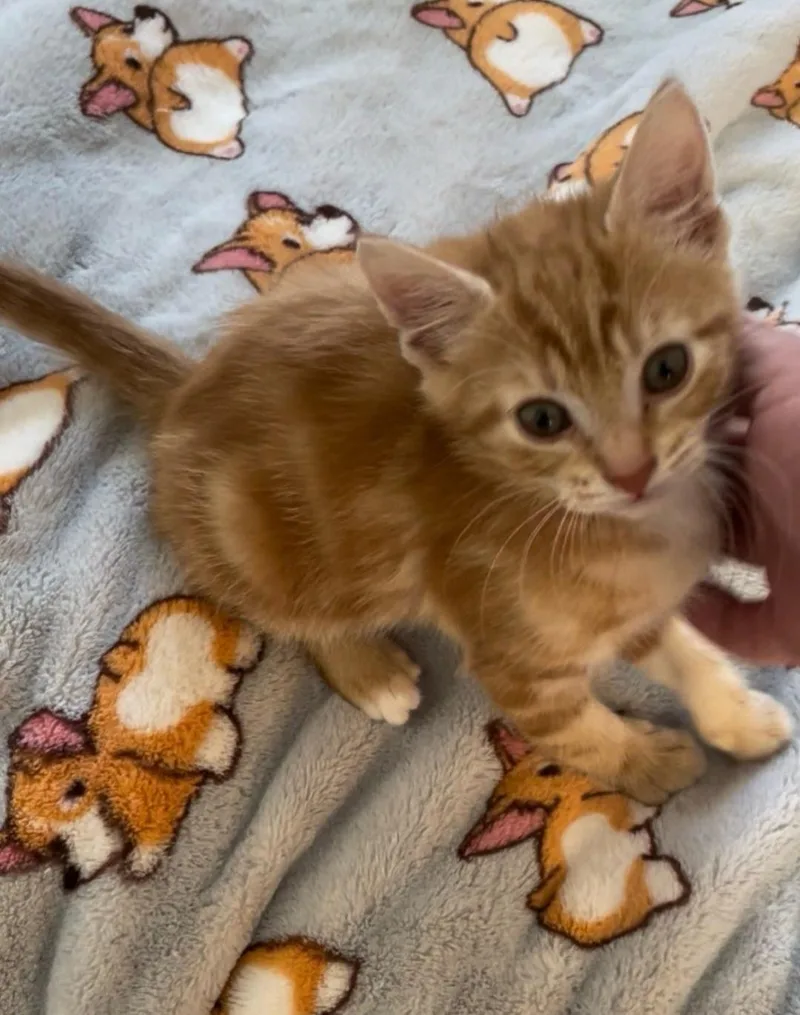 A baby medium-sized male Tabby (Orange / Red) Domestic Short Hair cat named Dipper for adoption in Clayton, NJ
