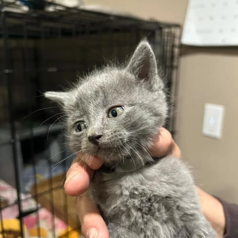 A young medium-sized female Gray / Blue / Silver Domestic Short Hair cat named Bitsy for adoption in Bismarck, ND
