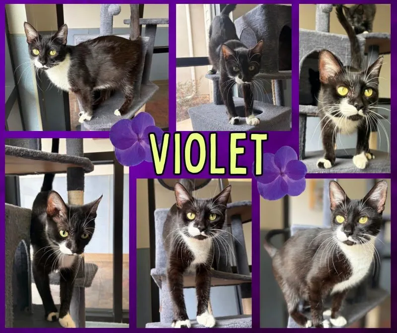 An adult medium-sized female Black Domestic Short Hair cat named Violet for adoption in Universal City, TX