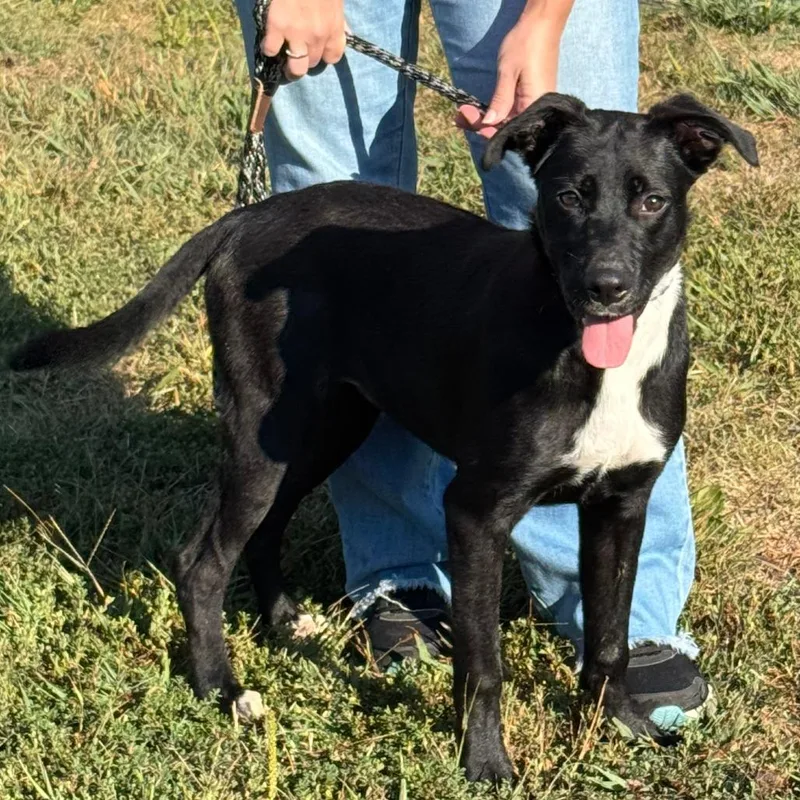 A young medium-sized female Black German Shepherd Dog dog named Ginger for adoption in Nashville, IN