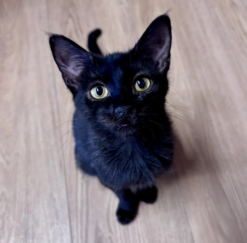 Munchkin
