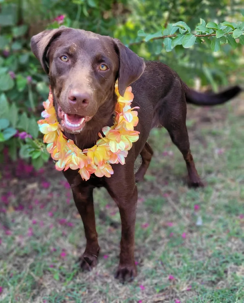 A young medium-sized female Chocolate Labrador Retriever dog named Mocha for adoption in Vernon, TX
