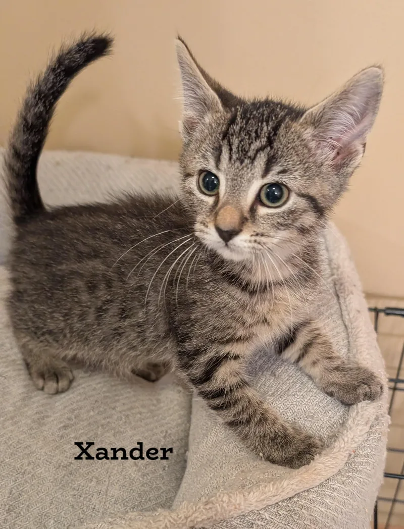 A young small-sized male Domestic Short Hair cat named Xander for adoption in Morgantown, WV