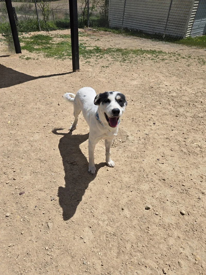 An adult medium-sized female Mixed Breed dog named Saint Grace for adoption in Maquoketa, IA