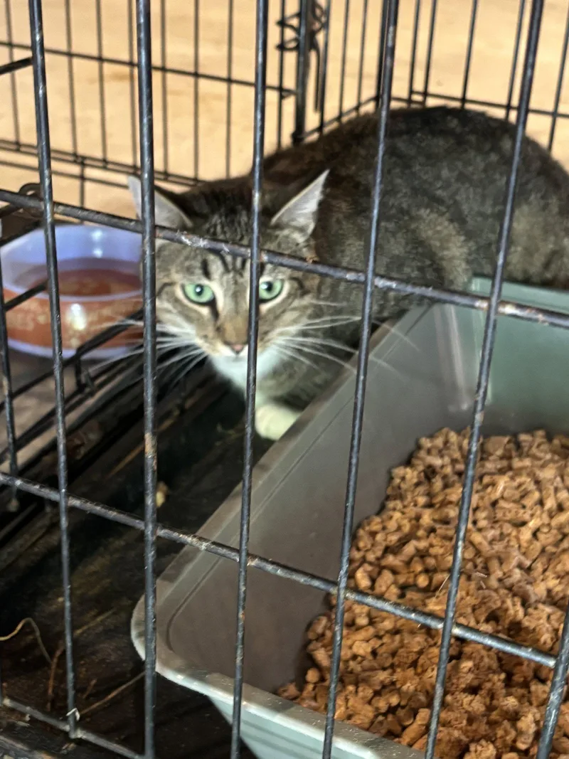 An adult medium-sized female Domestic Long Hair cat named Bette Midler for adoption in Ranson, WV