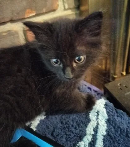 A baby small-sized male Black Domestic Short Hair cat named Mbappé for adoption in Atlanta, GA