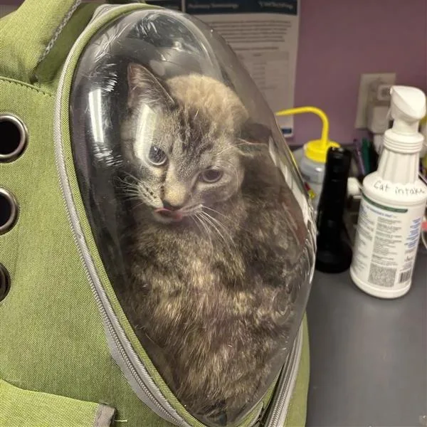 An adult extra large-sized female Gray / Blue / Silver Domestic Short Hair cat named Astra for adoption in Cedar Rapids, IA