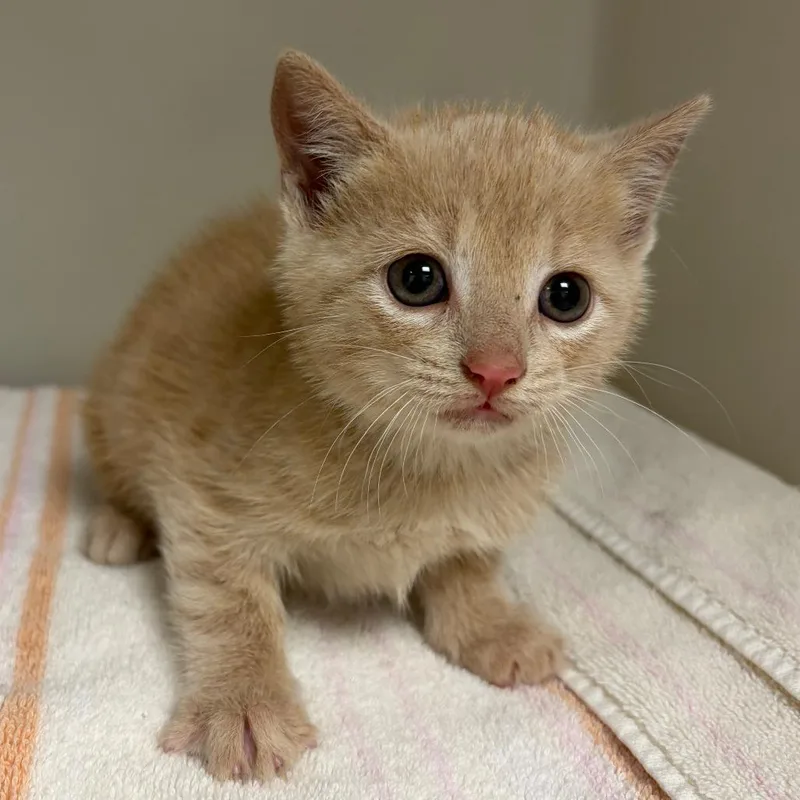 A baby small-sized female Orange / Red Domestic Short Hair cat named 70896 for adoption in Harrisonburg, VA
