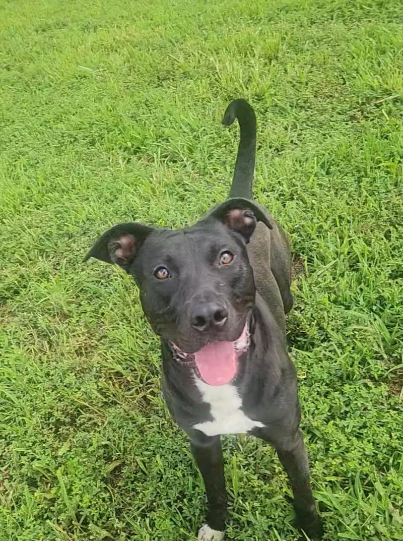 A young medium-sized male Bicolor Pit Bull Terrier dog named Vader for adoption in Stafford, VA