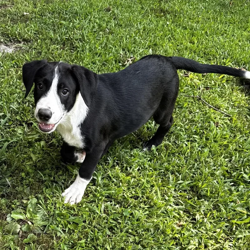 A baby large-sized male Black Mixed Breed dog named NY Jacob Avail Aug for adoption in Stormville, NY