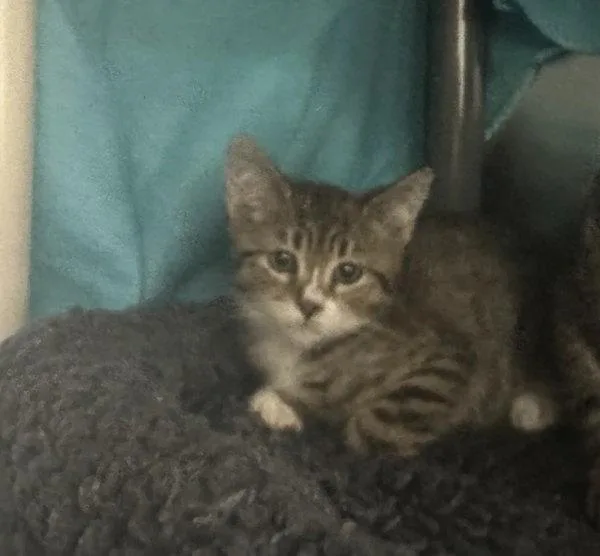 A baby small-sized female Domestic Short Hair cat named Betamax for adoption in Sherwood, OR