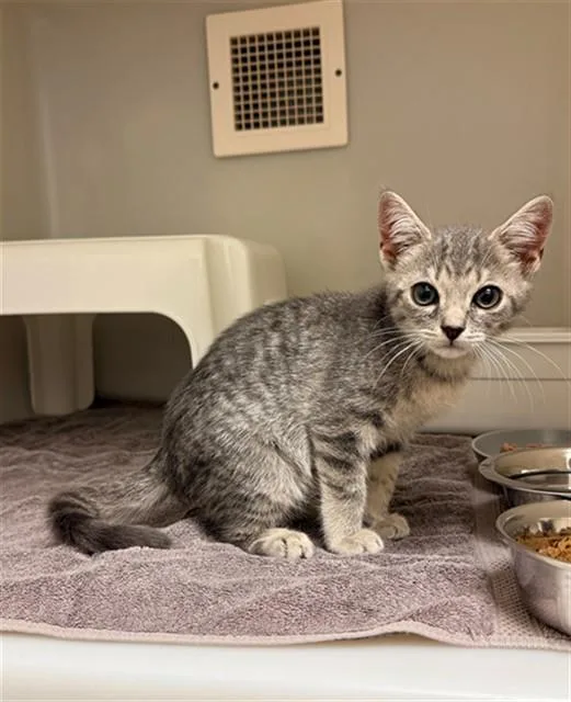 A baby small-sized male Domestic Short Hair cat named Cronan for adoption in Statesville, NC