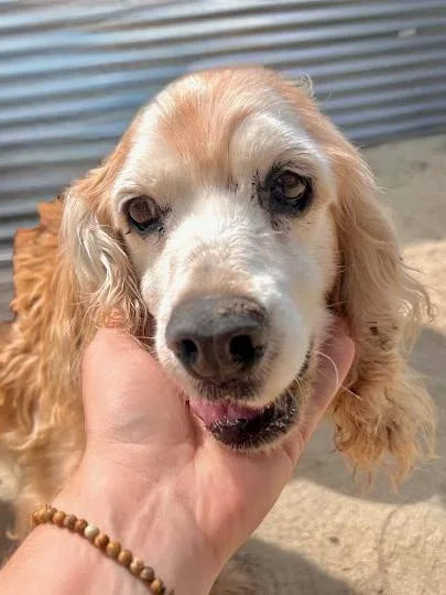 A senior medium-sized male Yellow / Tan / Blond / Fawn Cocker Spaniel dog named Bentley for adoption in South San Francisco, CA