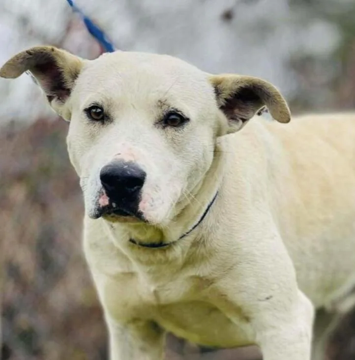 An adult medium-sized male Apricot / Beige Labrador Retriever dog named Frost for adoption in Naperville, IL