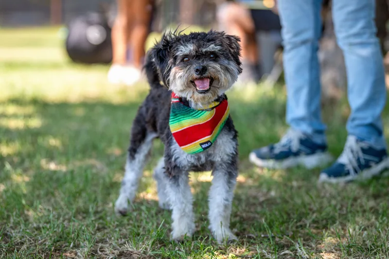 A young small-sized male Black Terrier dog named Patricio for adoption in Santa Rosa, CA