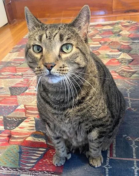 A young extra large-sized male Tabby (Brown / Chocolate) Domestic Short Hair cat named Big Tee Jay for adoption in Melrose, MA