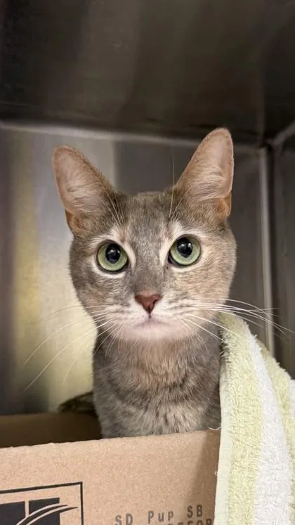 An adult small-sized female Domestic Medium Hair cat named Molly for adoption in Honolulu, HI
