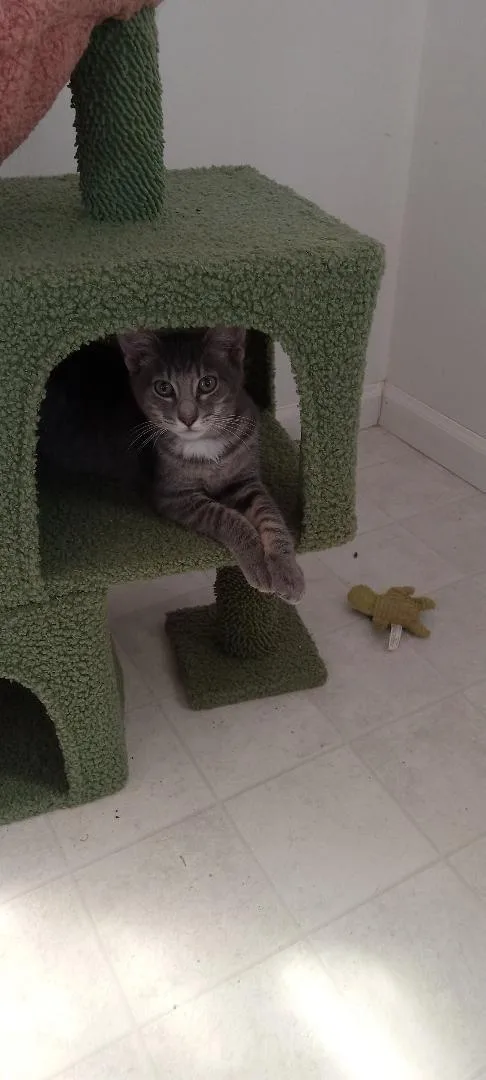 A young medium-sized female Buff & White Domestic Short Hair cat named Ash for adoption in San Andreas, CA