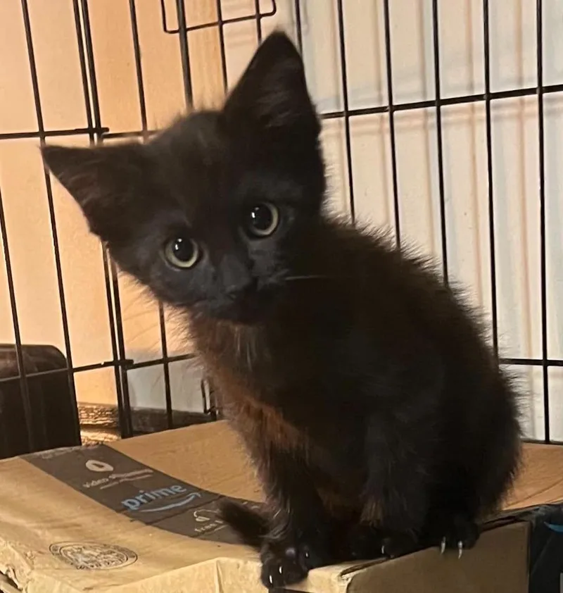 A baby medium-sized male Domestic Short Hair cat named Ryker for adoption in Hoover , AL