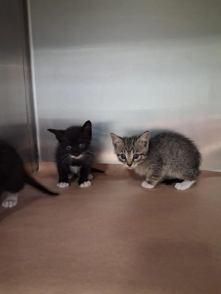 A baby small-sized male Domestic Short Hair cat named Wookie for adoption in Cartersville , GA