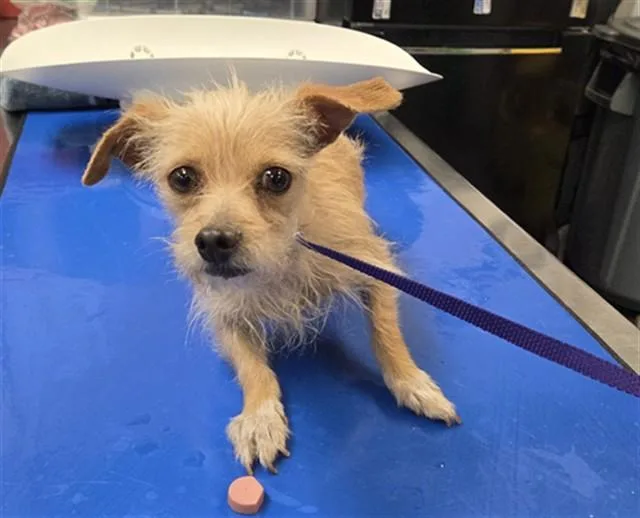 An adult small-sized male Norwich Terrier dog named Gnome for adoption in Phoenix, AZ