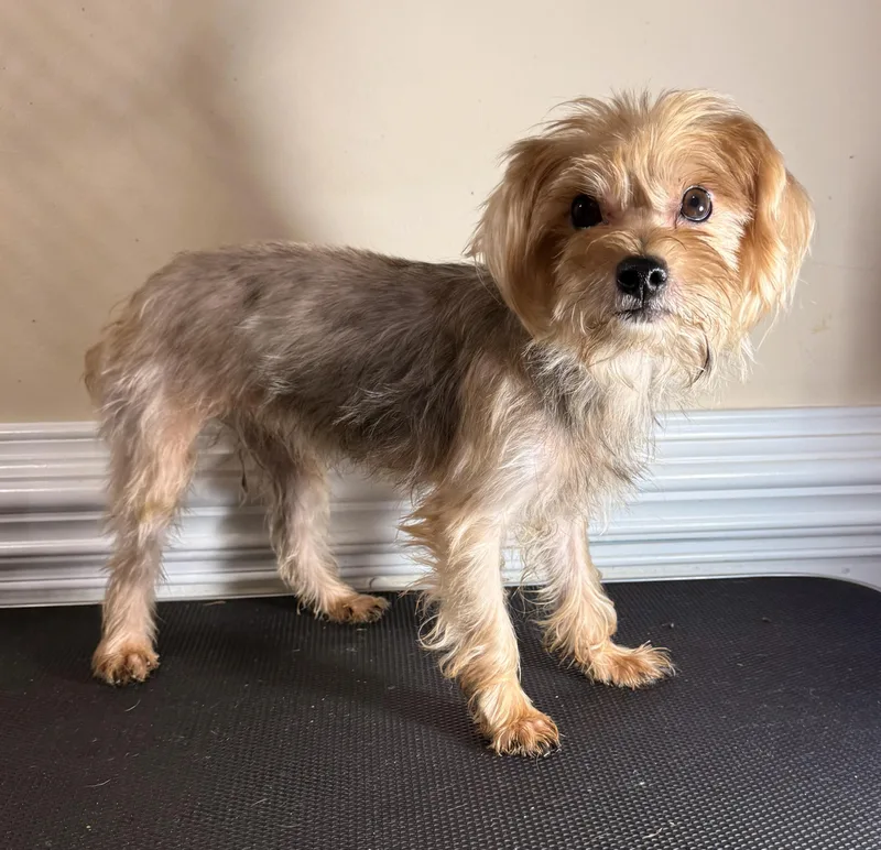 An adult small-sized female Yellow / Tan / Blond / Fawn Yorkshire Terrier dog named Betsy for adoption in Charlotte, NC