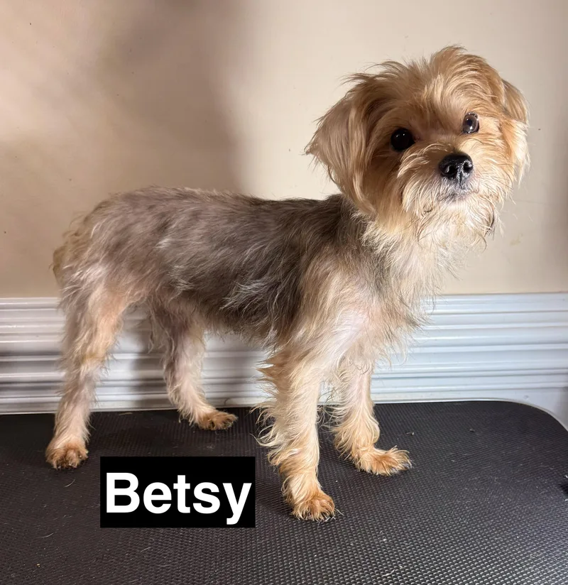 Betsy thumbnail 2