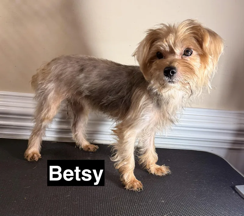 Betsy thumbnail 4