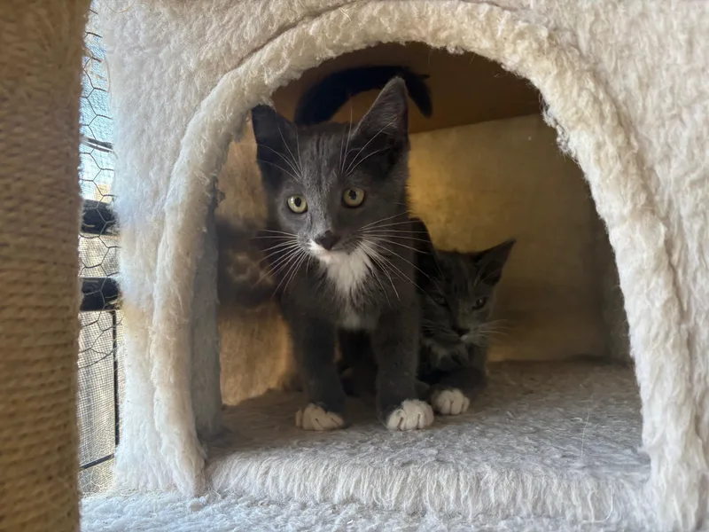 A baby medium-sized male Gray & White Domestic Short Hair cat named Panzanella for adoption in La Canada, CA