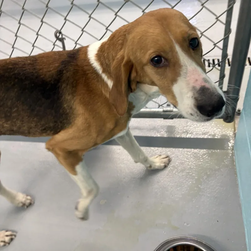 An adult medium-sized female Tricolor (Brown, Black, & White) Hound dog named Primrose for adoption in Elberon, VA