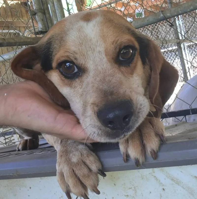 A young small-sized male Tricolor (Brown, Black, & White) Beagle dog named Bobbie Blue for adoption in Lexington, MA