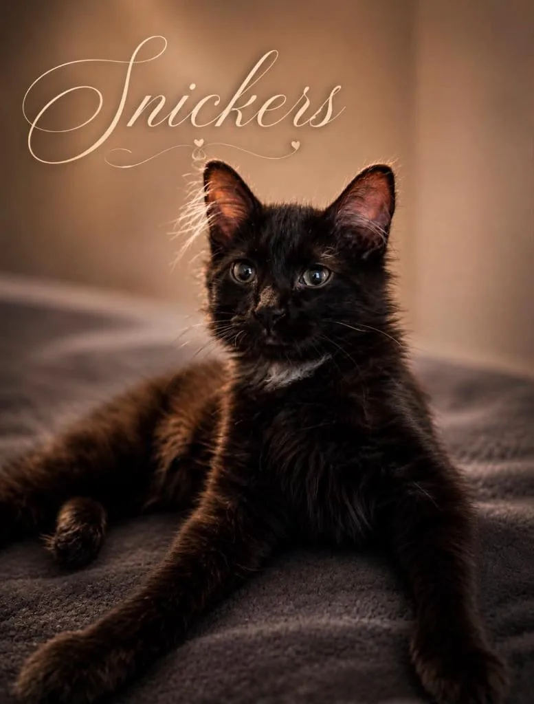 Snickers thumbnail 3