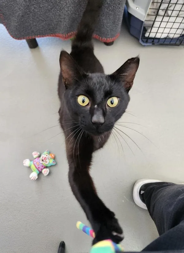 An adult small-sized male Domestic Short Hair cat named Frankenstein for adoption in Healdsburg, CA