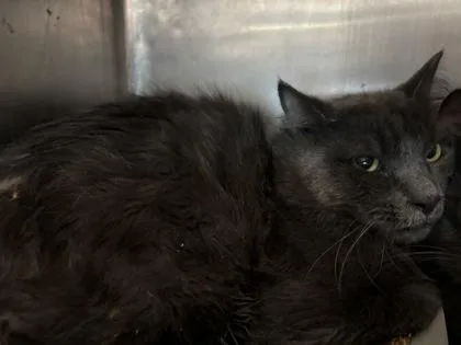 An adult medium-sized male Domestic Long Hair cat named Hunter for adoption in El Paso, TX
