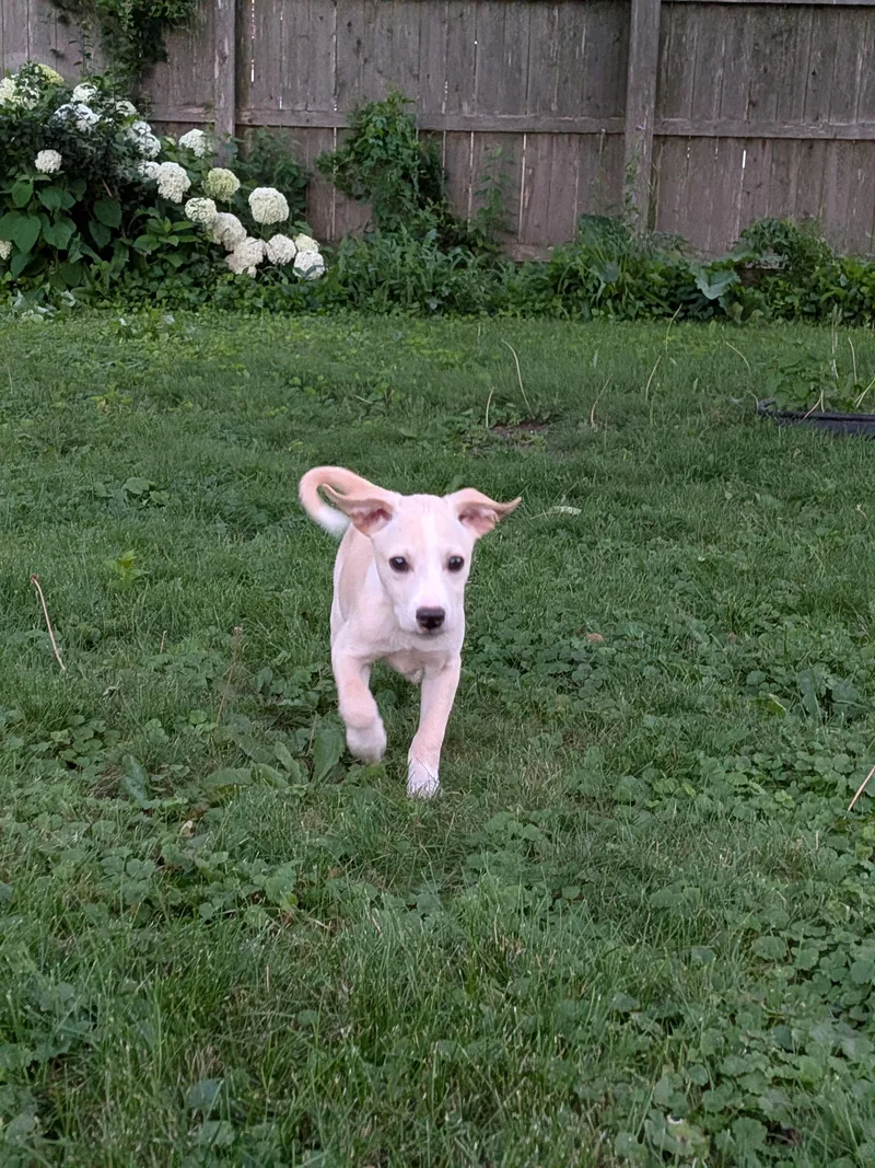 A baby medium-sized male White / Cream Mixed Breed dog named Isaac for adoption in Kenosha, WI