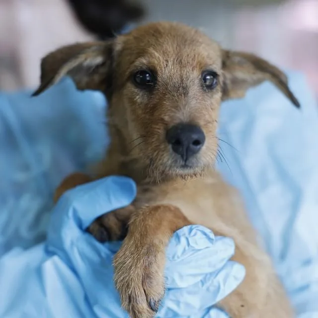 A baby small-sized male Shepherd dog named Erling Haaland for adoption in San Antonio, TX
