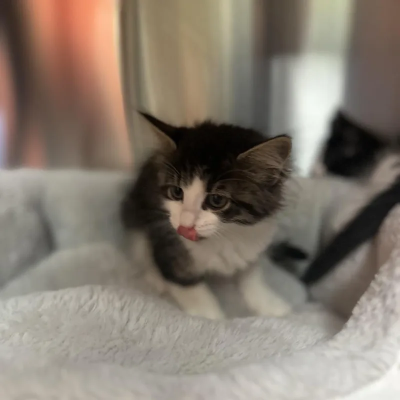 A baby small-sized female Black Domestic Medium Hair cat named Violet for adoption in Kyle, TX