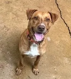 An adult medium-sized male Golden Pit Bull Terrier dog named King for adoption in Ruston, LA